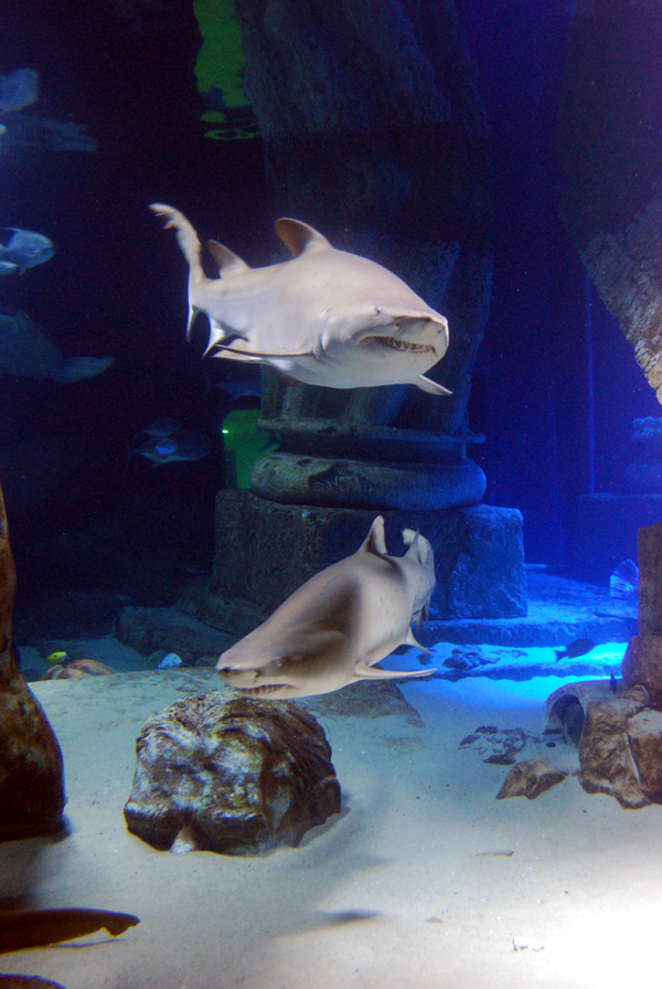 Exhibits at the Aquarium