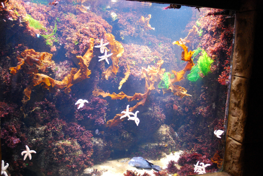 Exhibits at the Aquarium