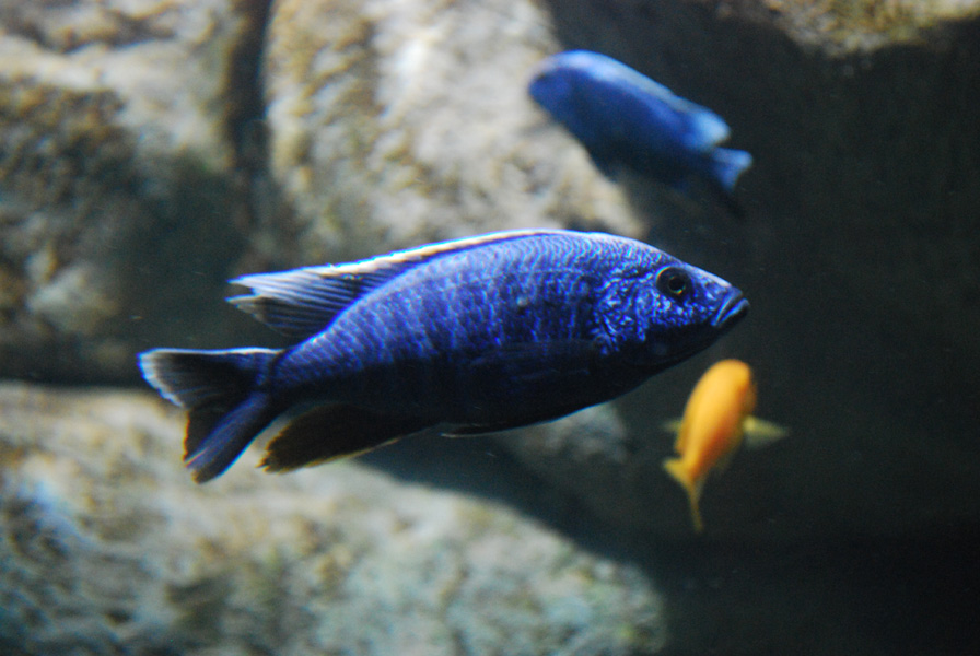 Exhibits at the Aquarium
