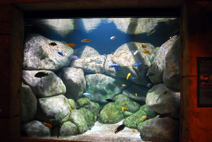 Exhibits at the Aquarium