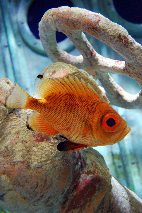 Exhibits at the Aquarium