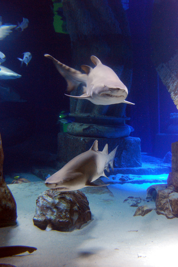 Exhibits at the Aquarium