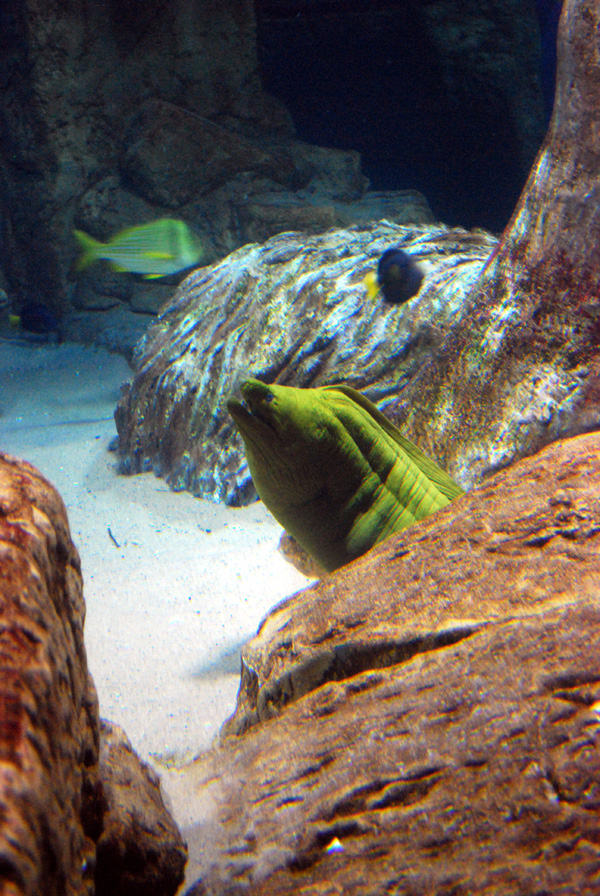 Exhibits at the Aquarium