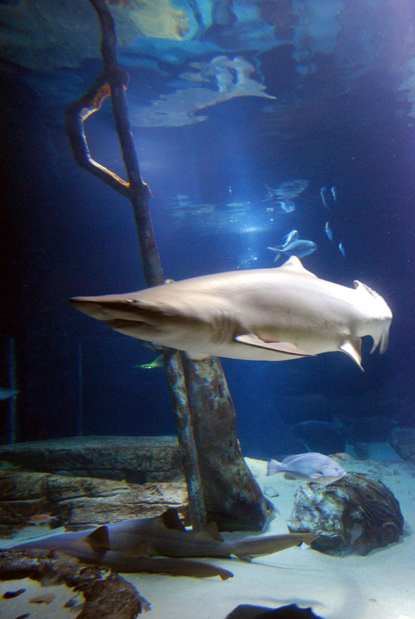 Exhibits at the Aquarium