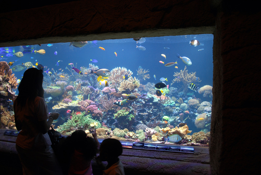 Exhibits at the Aquarium