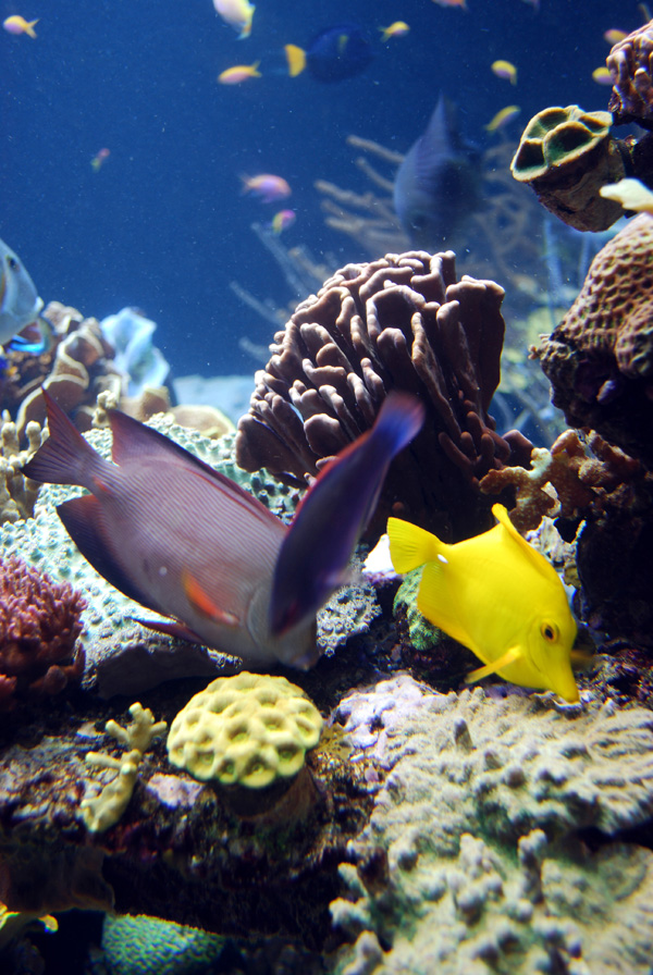 Exhibits at the Aquarium