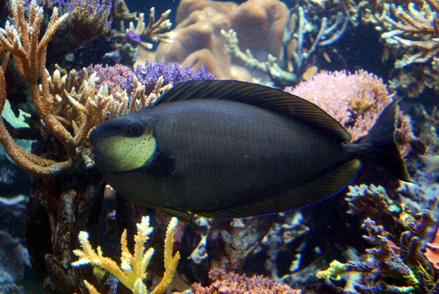 Exhibits at the Aquarium