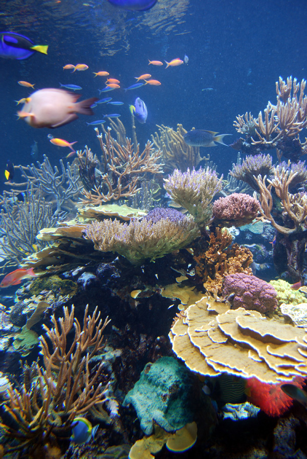 Exhibits at the Aquarium