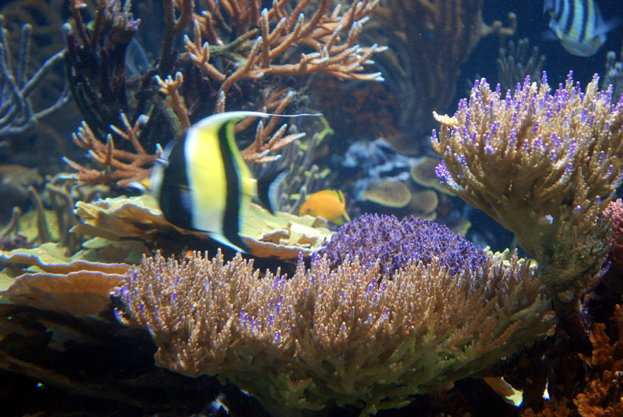 Exhibits at the Aquarium