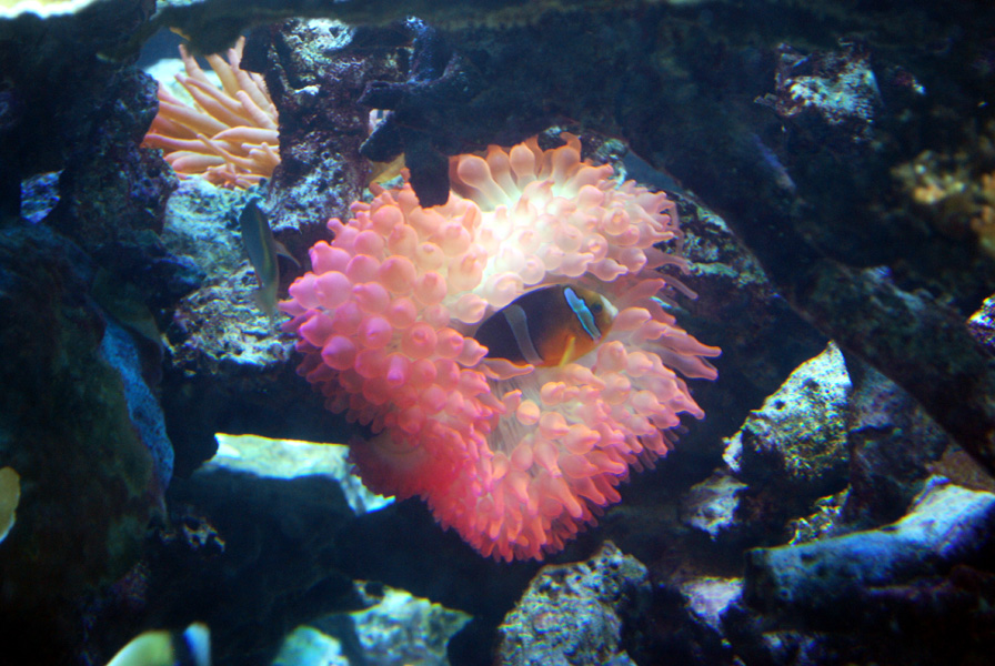 Exhibits at the Aquarium