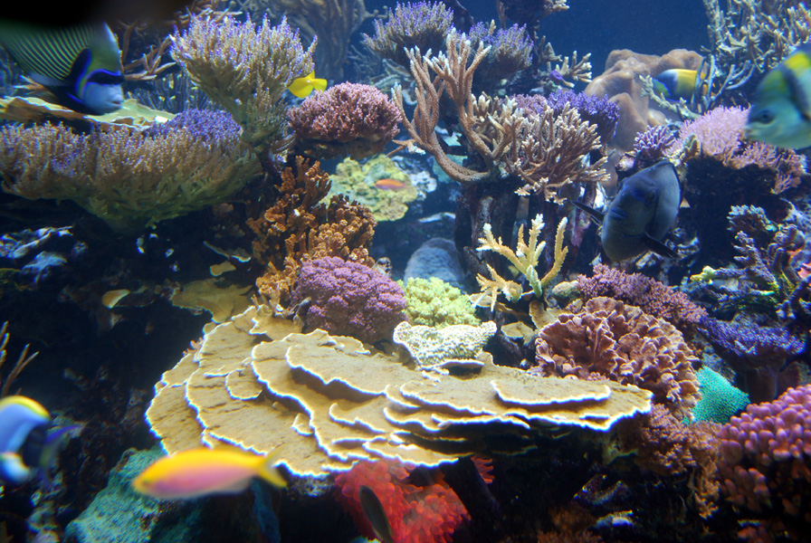 Exhibits at the Aquarium
