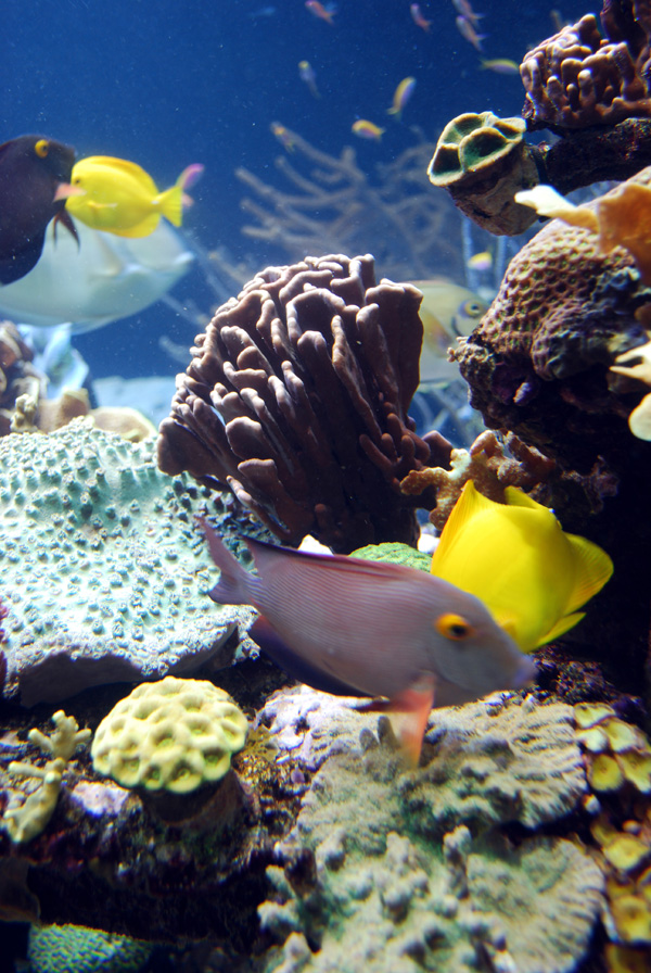 Exhibits at the Aquarium