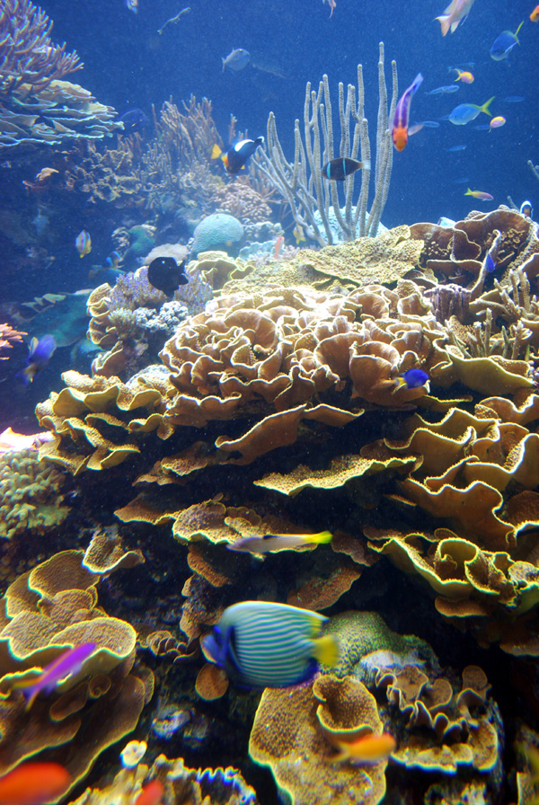 Exhibits at the Aquarium