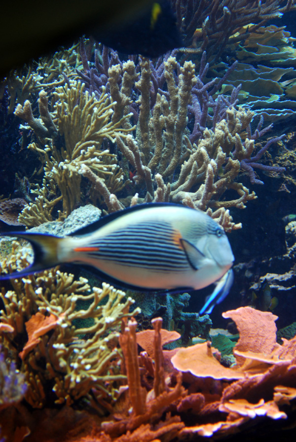 Exhibits at the Aquarium
