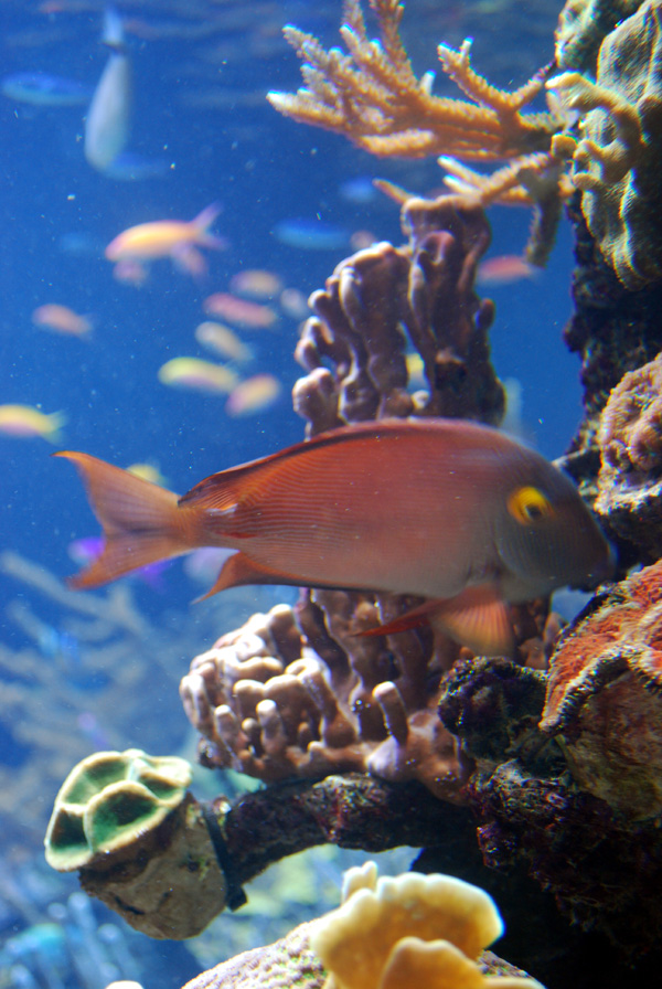 Exhibits at the Aquarium