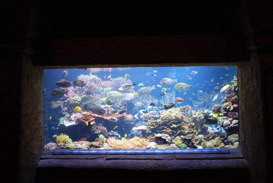 Exhibits at the Aquarium