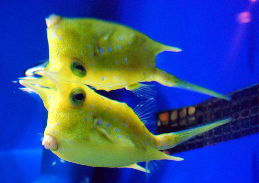 Exhibits at the Aquarium