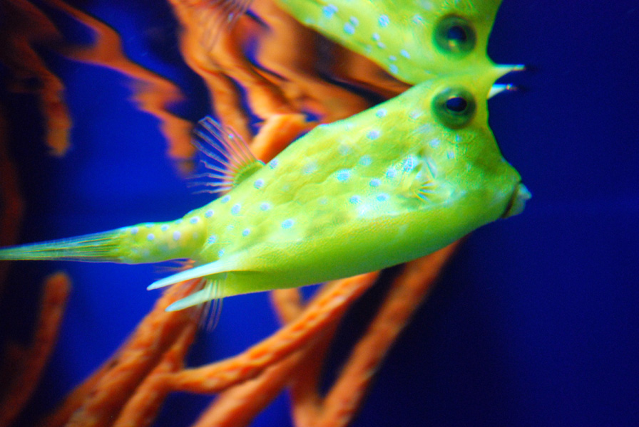 Exhibits at the Aquarium