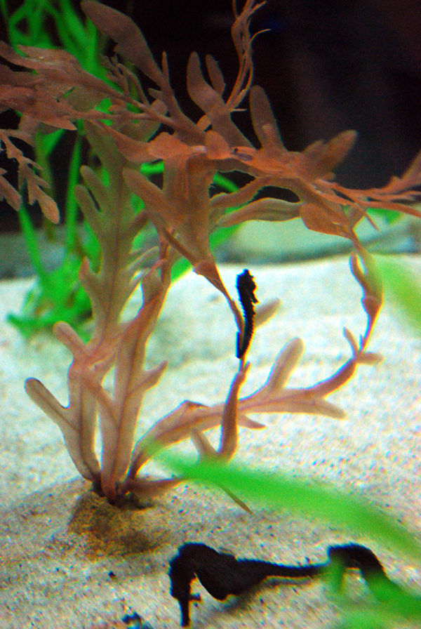 Exhibits at the Aquarium