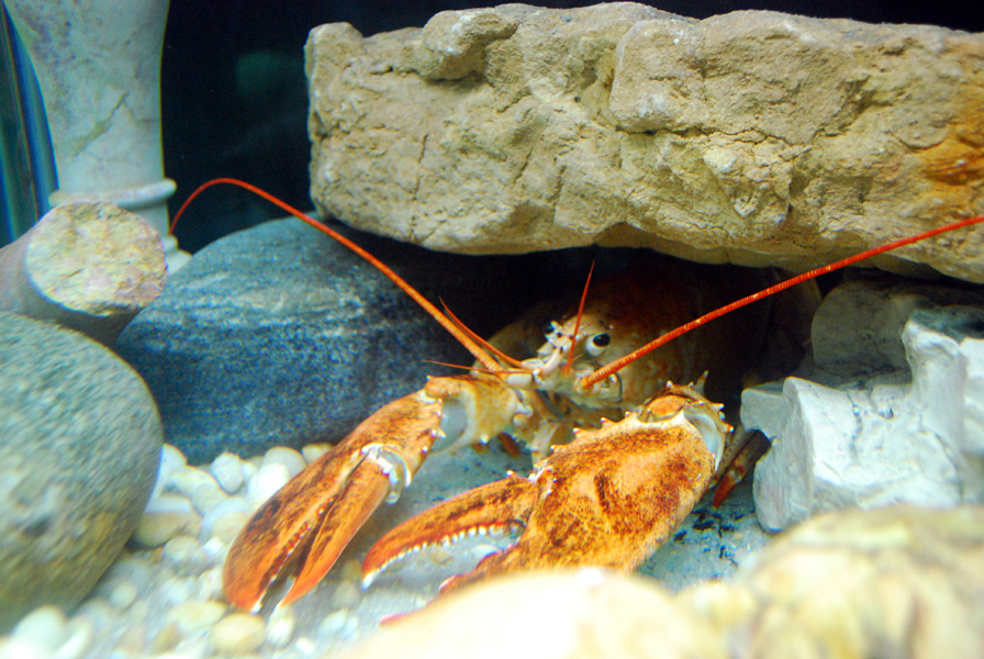 Exhibits at the Aquarium
