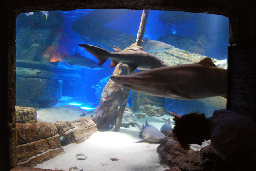 Exhibits at the Aquarium