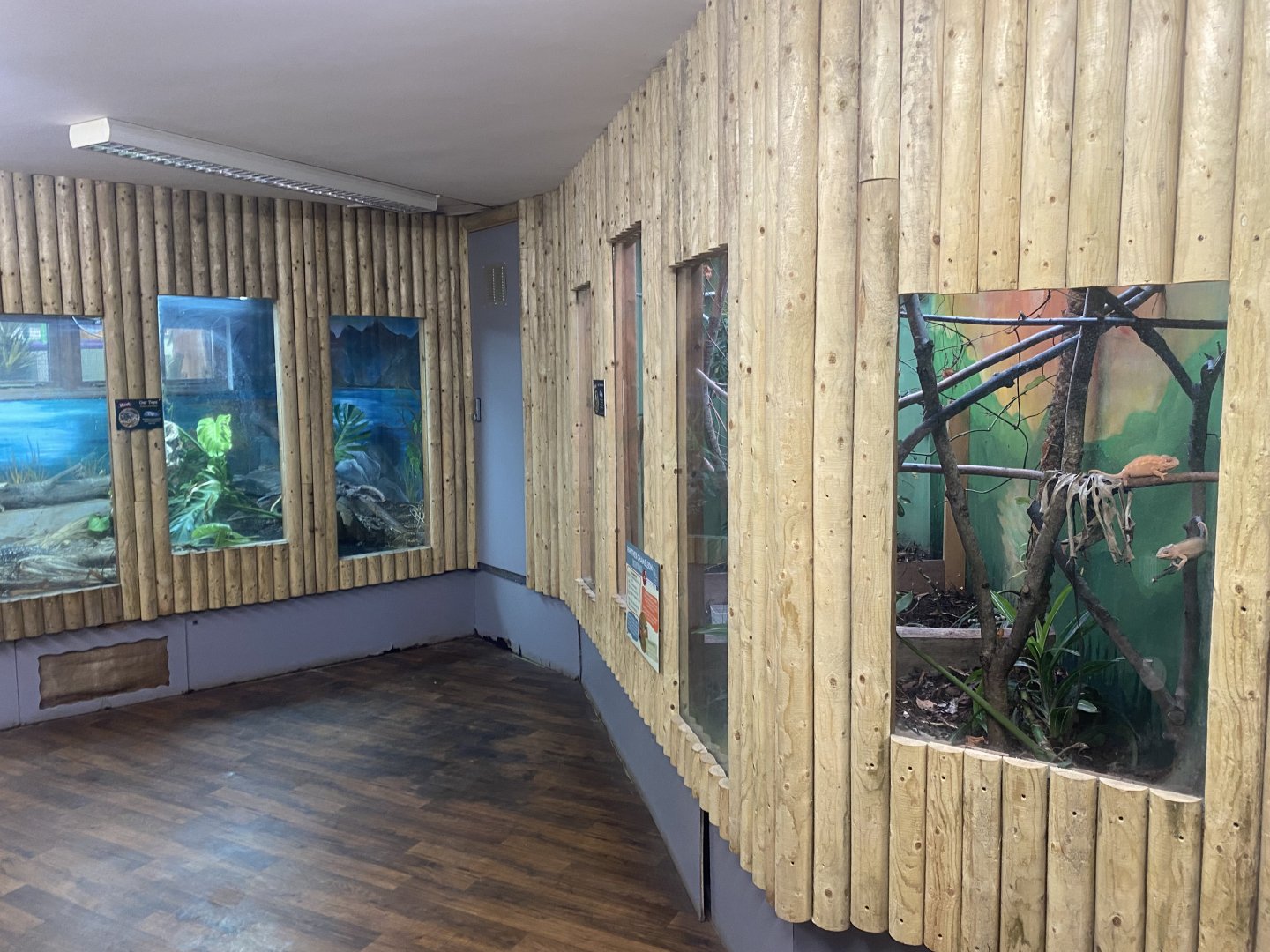 Exhibits for Argentine black and white tegu and Panther chameleon 280425