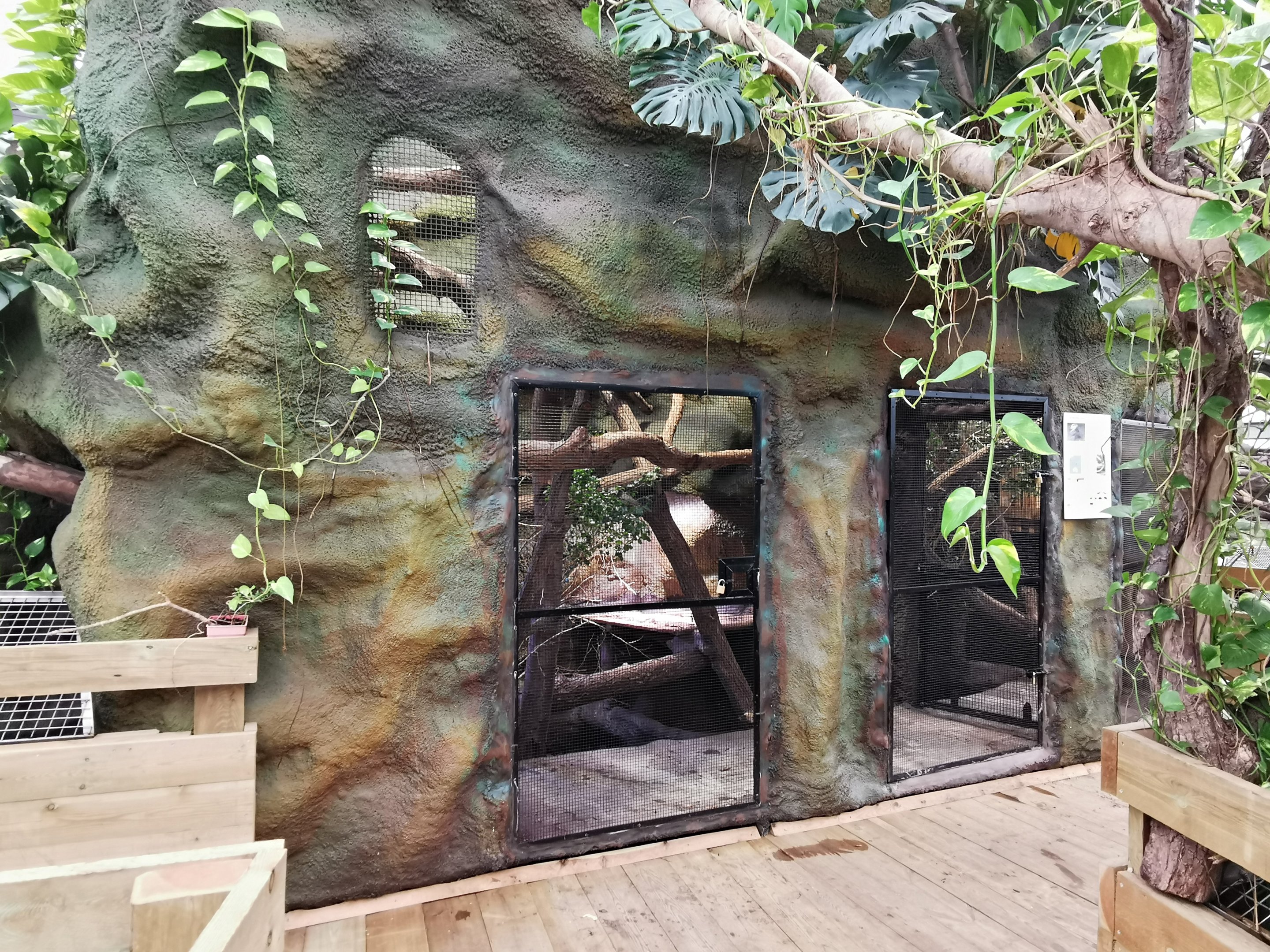 Exhibits for crocodile monitors (Varanus salvadorii) - Masaguaral hall