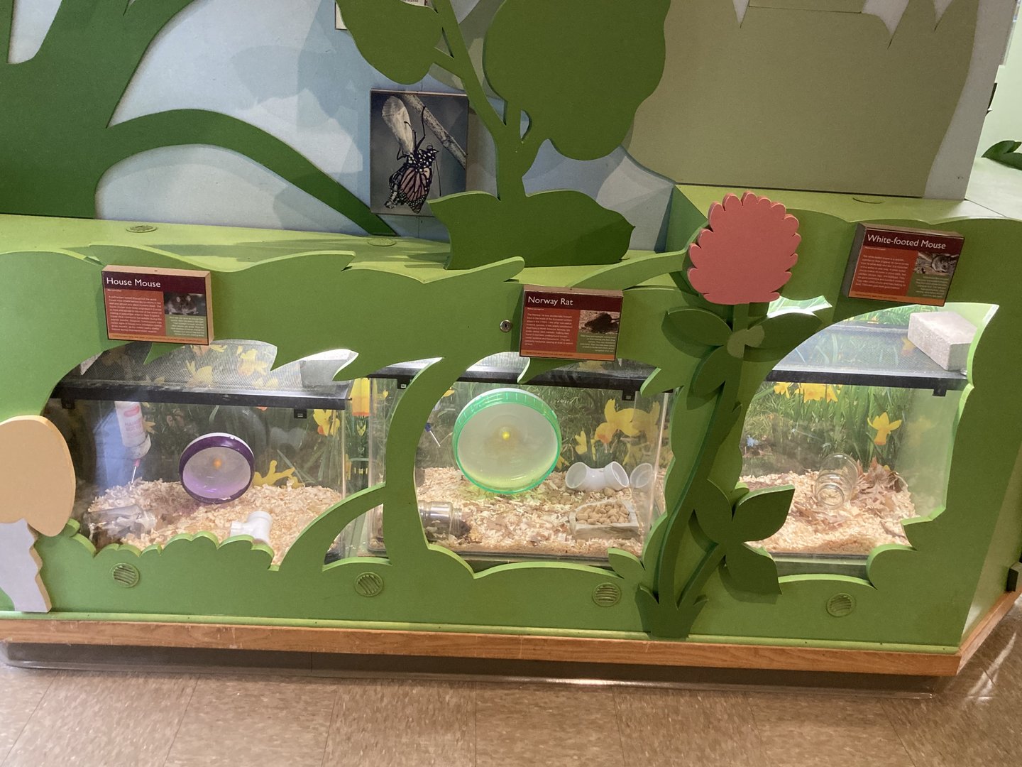 Exhibits for house mouse, Norway rat, and white footed mouse