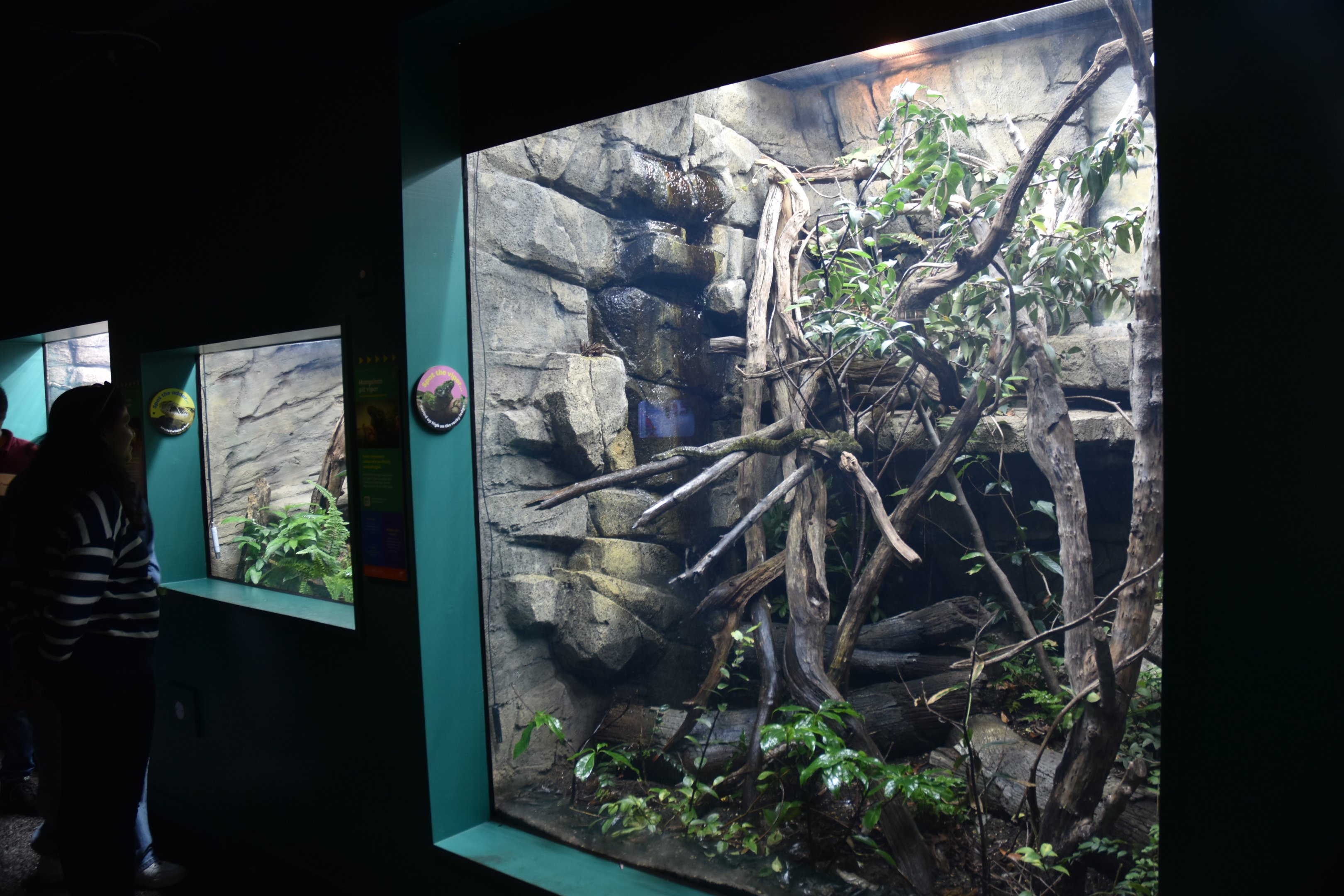 Exhibits in New Reptile House at London, 22nd June 2024