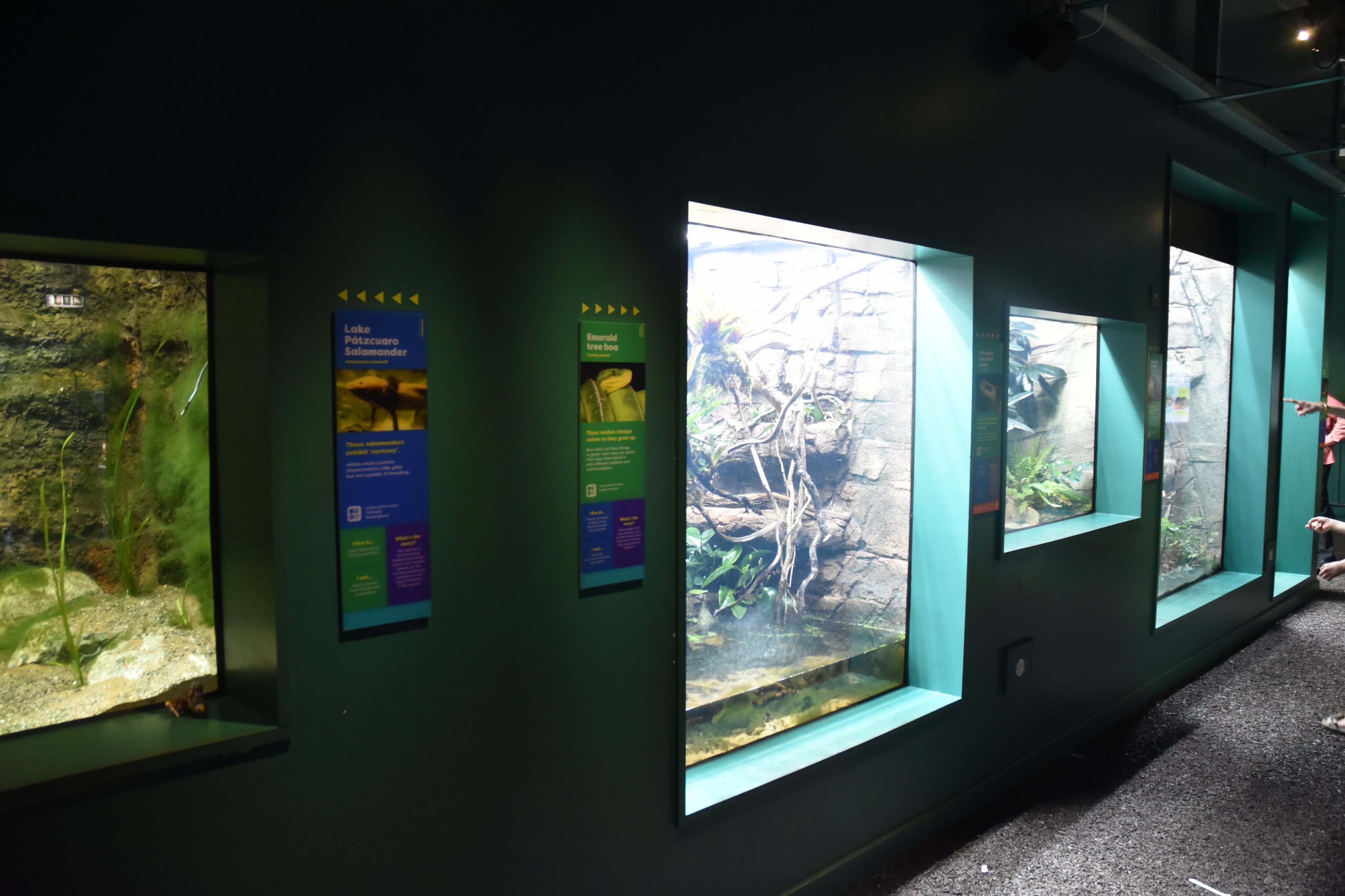 Exhibits in New Reptile House at London, 22nd June 2024