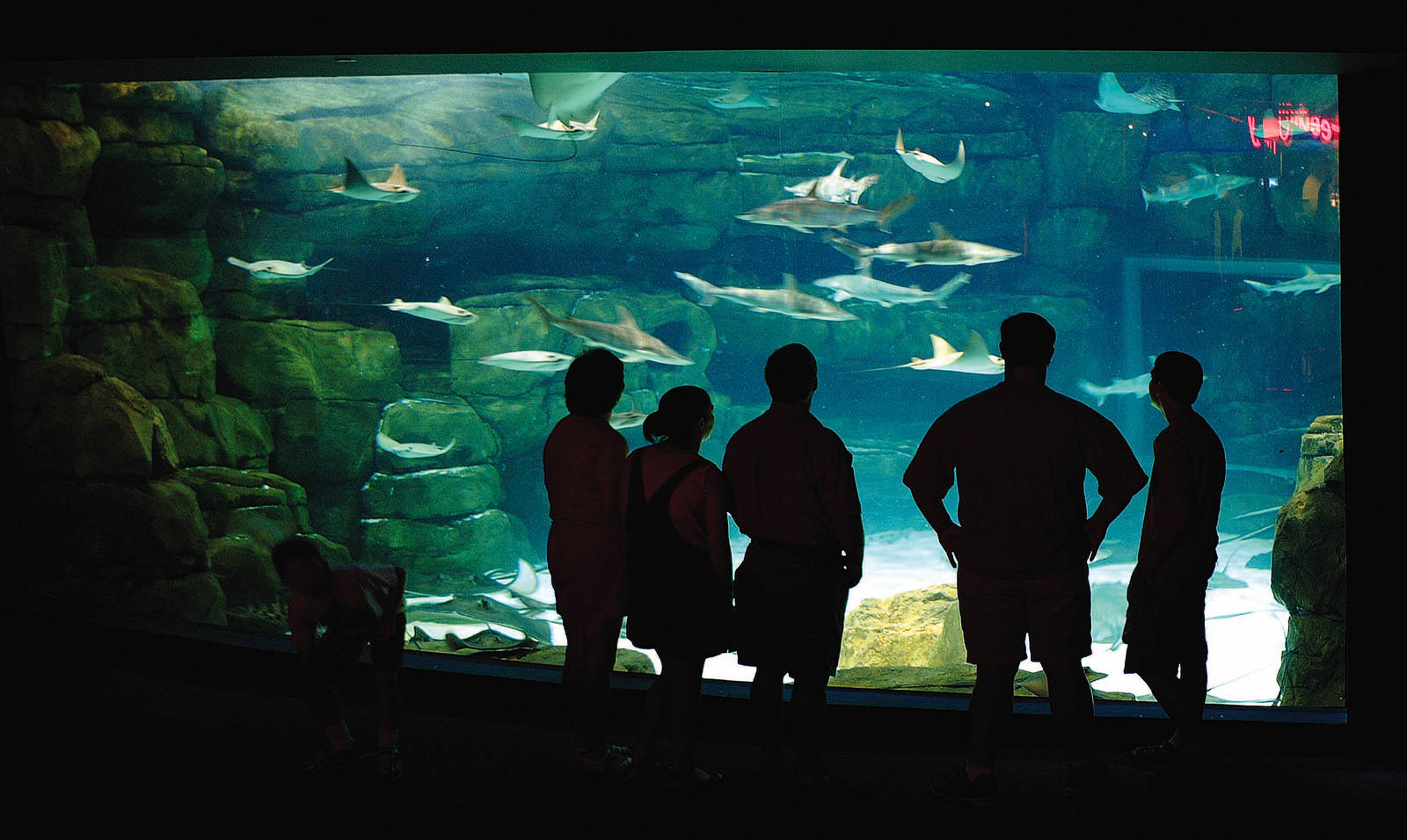 Exhibits of the Aquarium in Gatlinbury