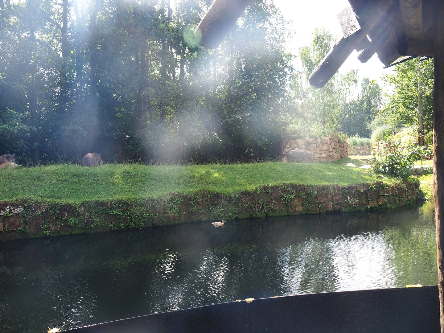 Existing lowland tapir exhibit, now part of the pampa exhibit with lowland tapirs, vicuñas and Darwin's rheas 2022-08-20