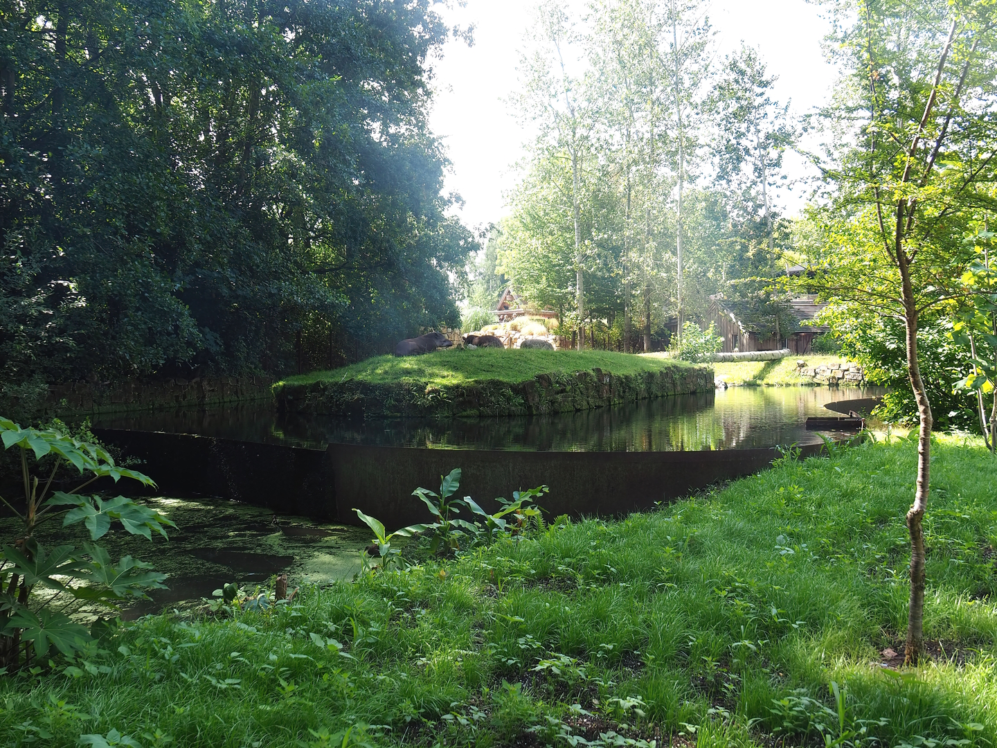 Existing lowland tapir exhibit, now part of the pampa exhibit with lowland tapirs, vicuñas and Darwin's rheas 2022-08-20