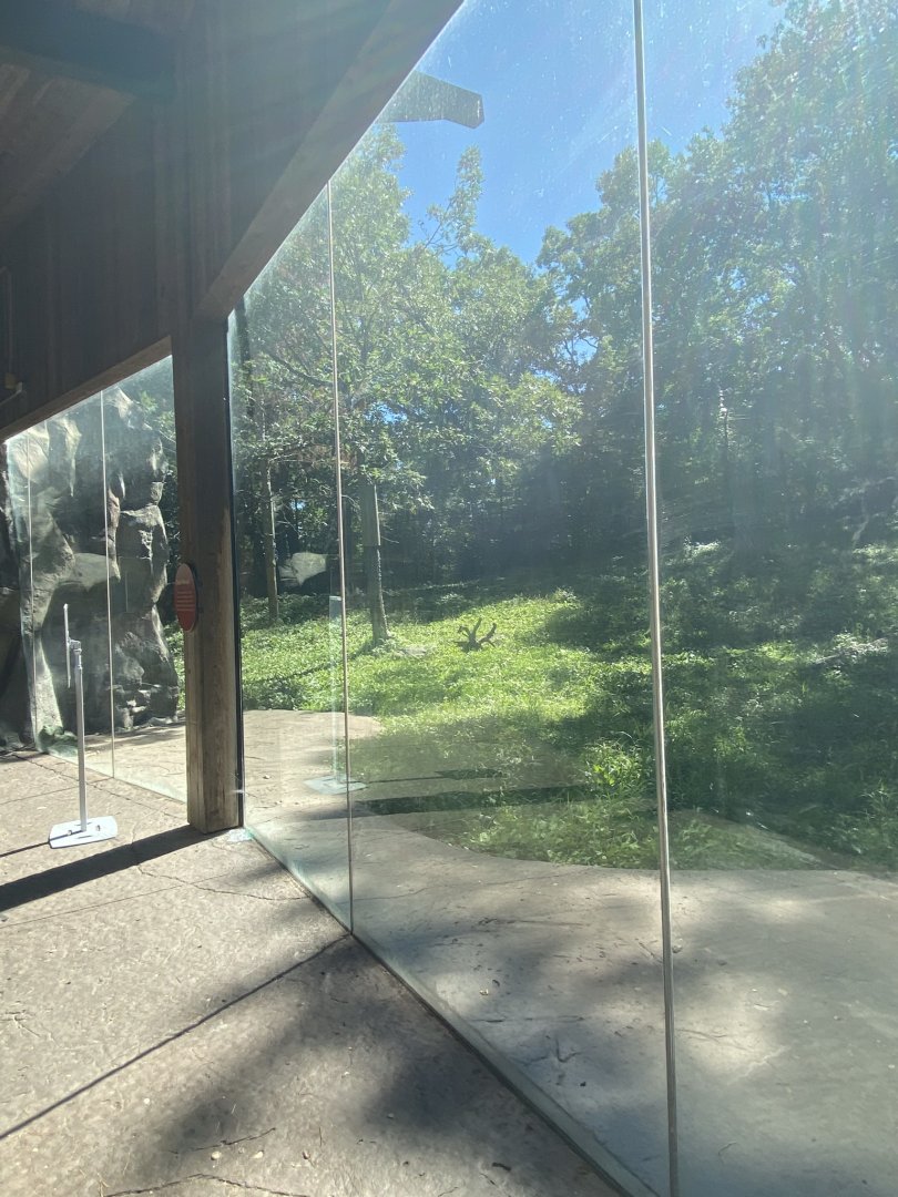 existing tiger lair exhibit