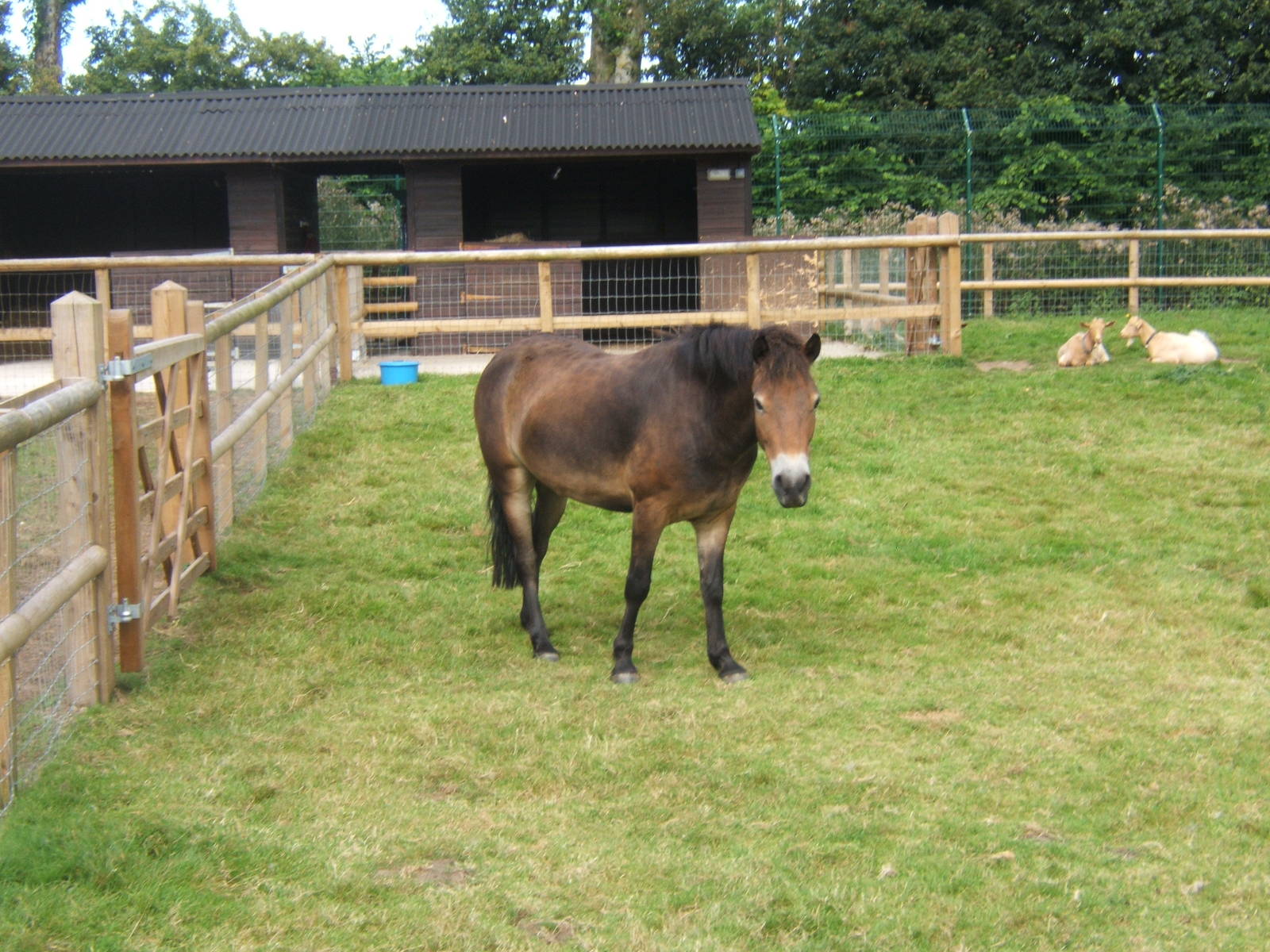 Exmoor Pony