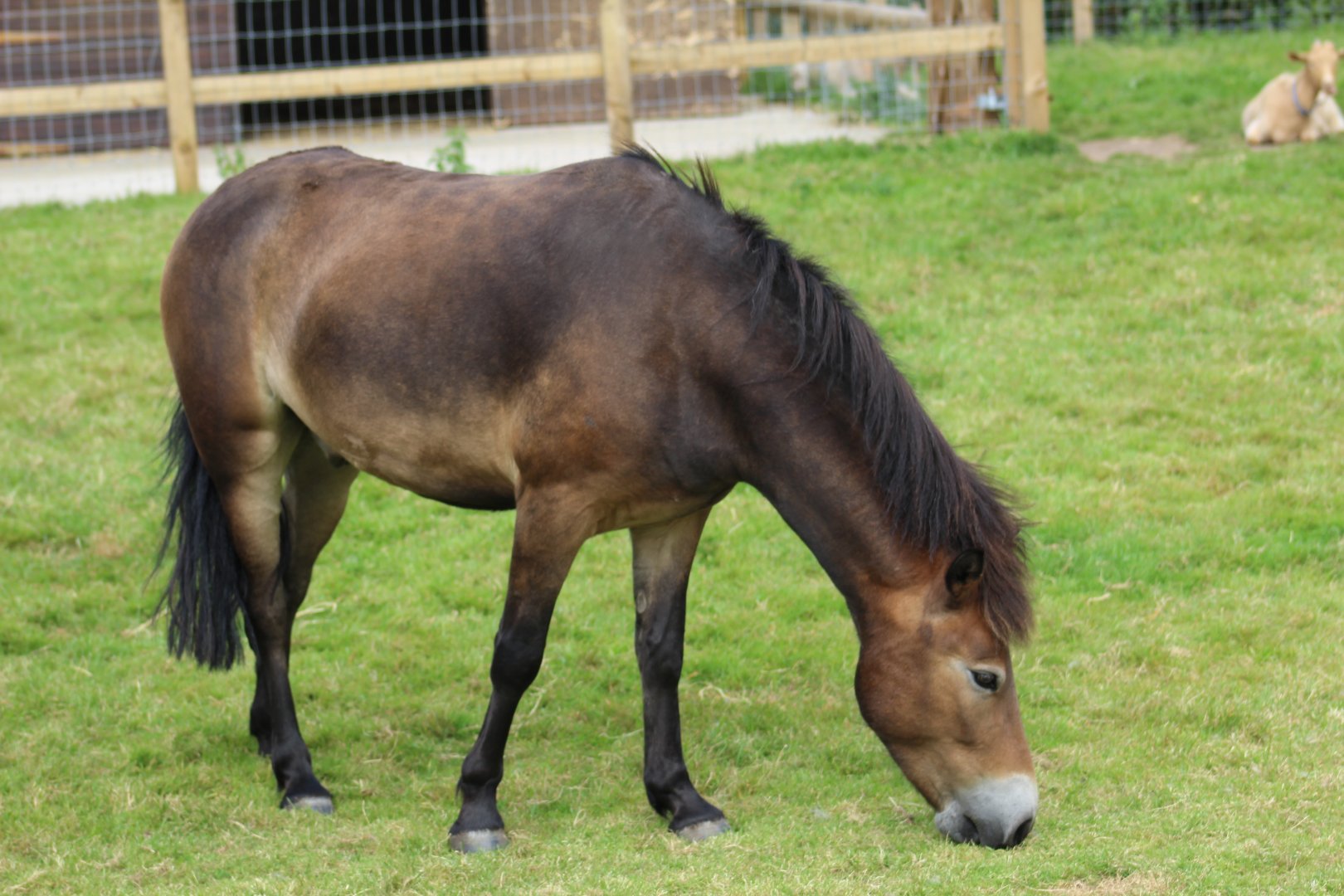Exmoor Pony