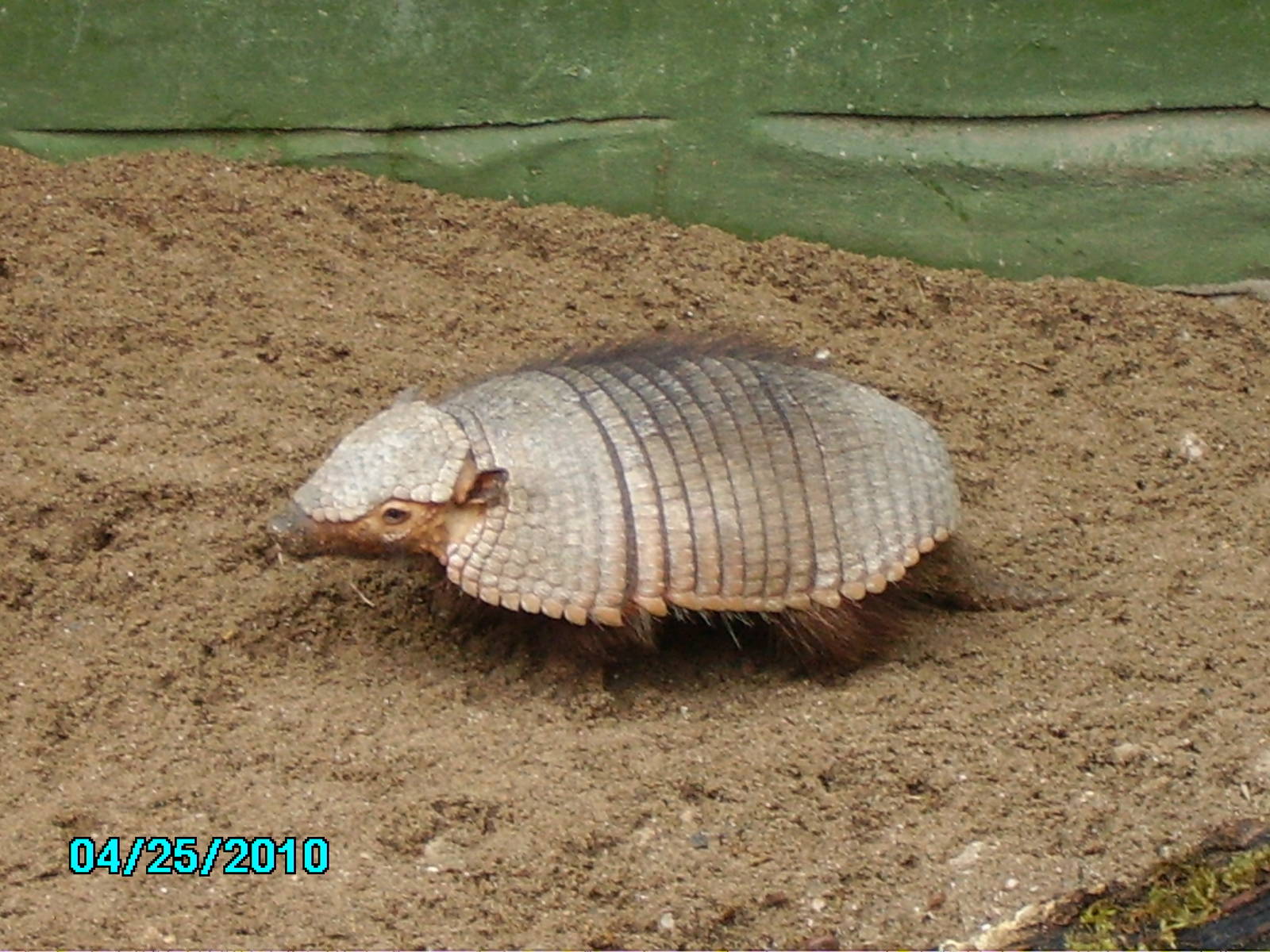 exmoor zoo 25-4-10 036
