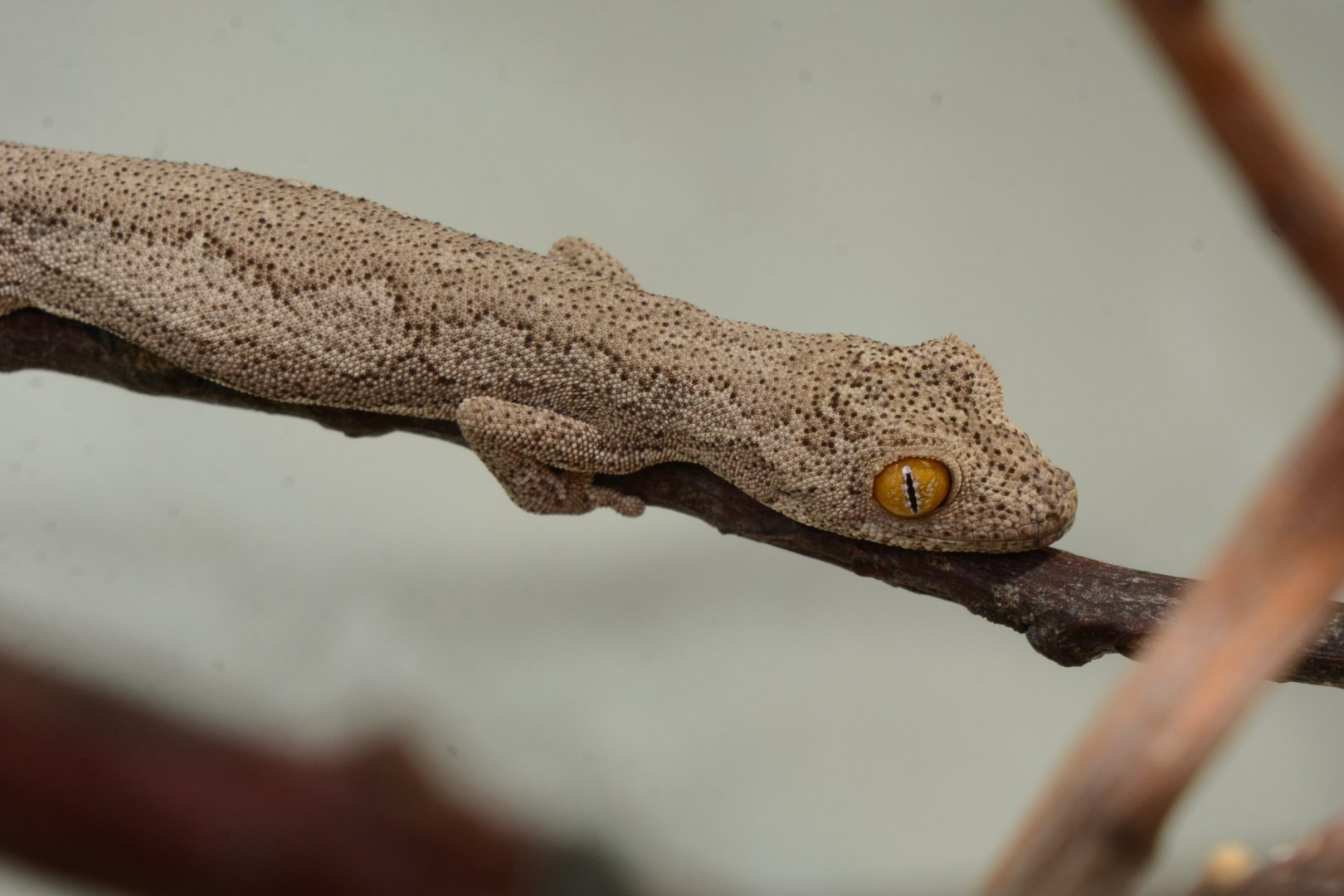 Exmouth spiny-tailed gecko (Strophurus rankini)