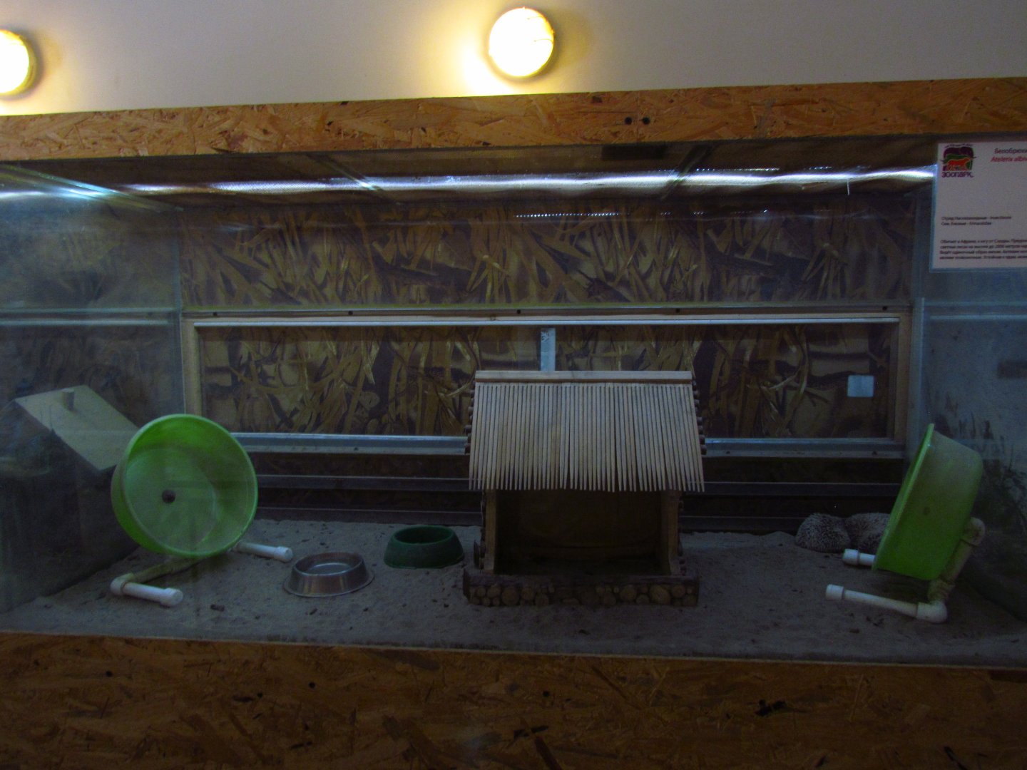 Exotarium, African pygmy hedgehog exhibit