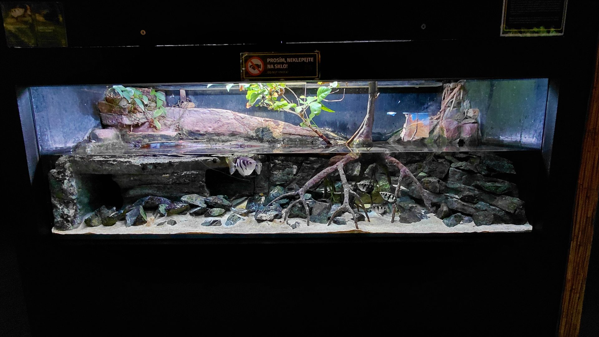 Exotarium - archerfish tank