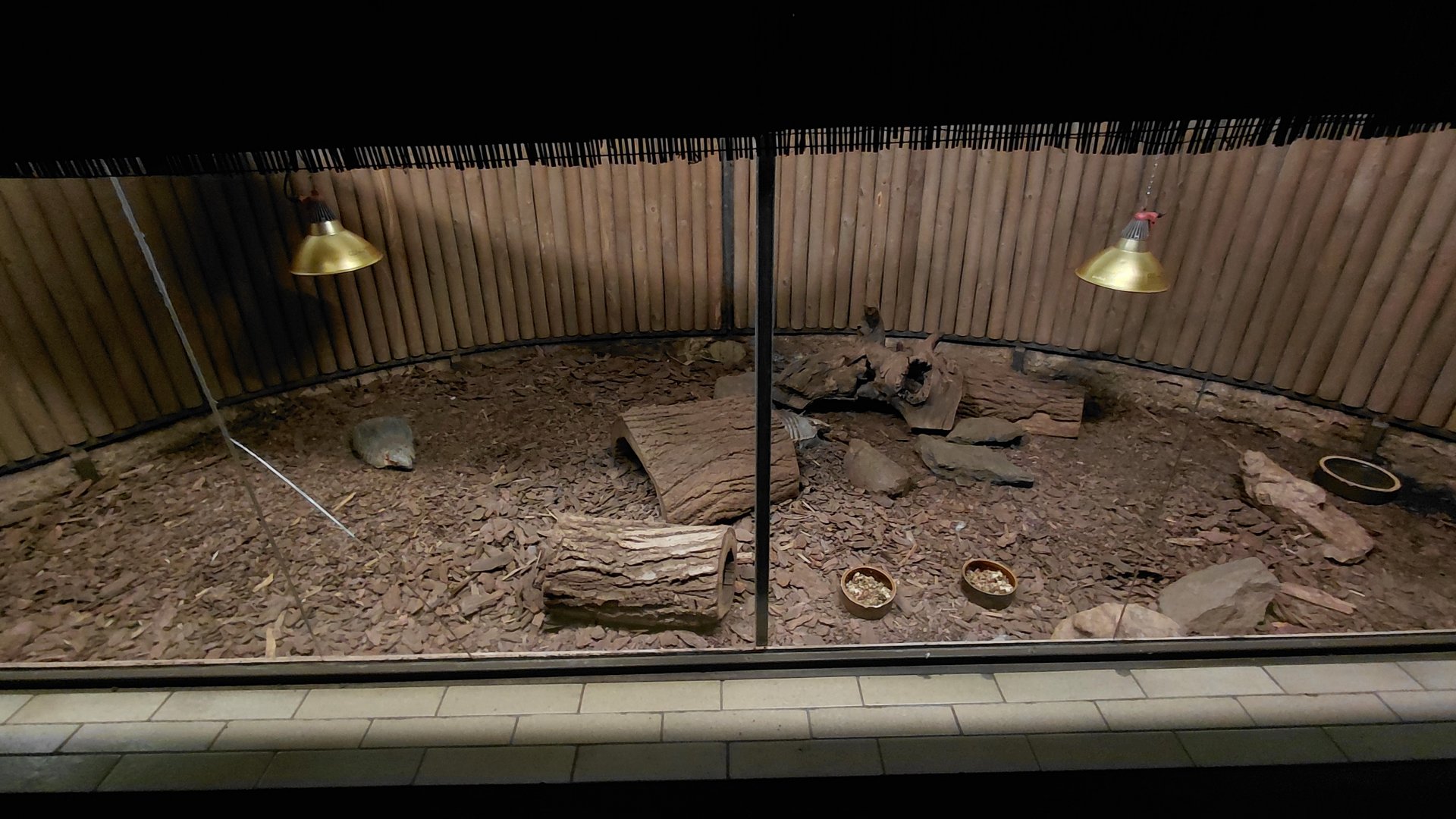 Exotarium - armadillo exhibit