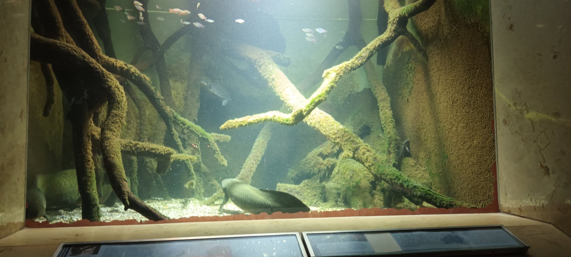 Exotarium: Australian Lungfish Tank