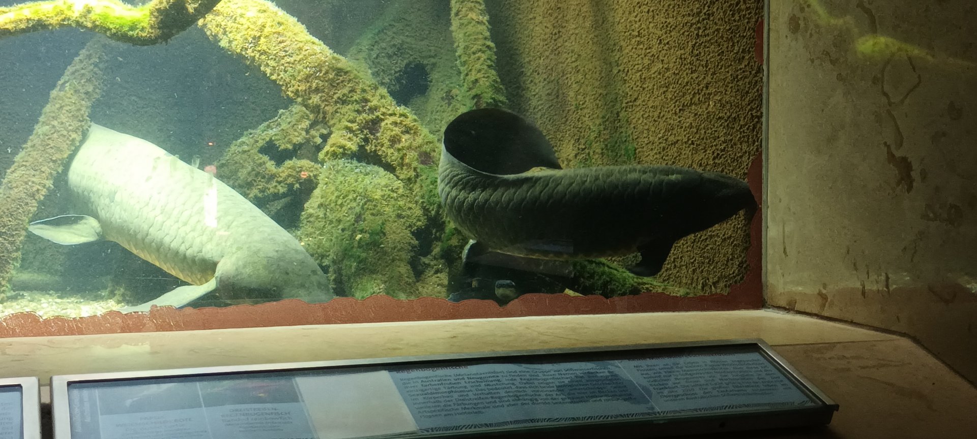 Exotarium: Australian Lungfishes
