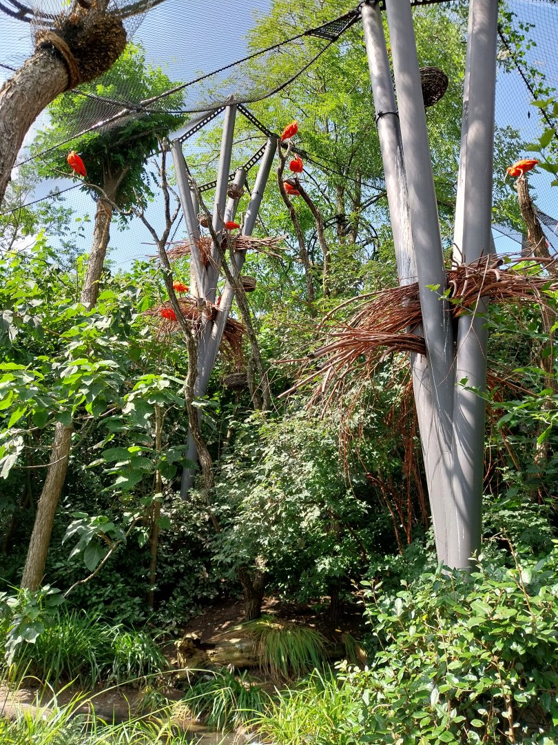Exotarium - Aviary (scarlet ibis and Panama boat-billed heron)