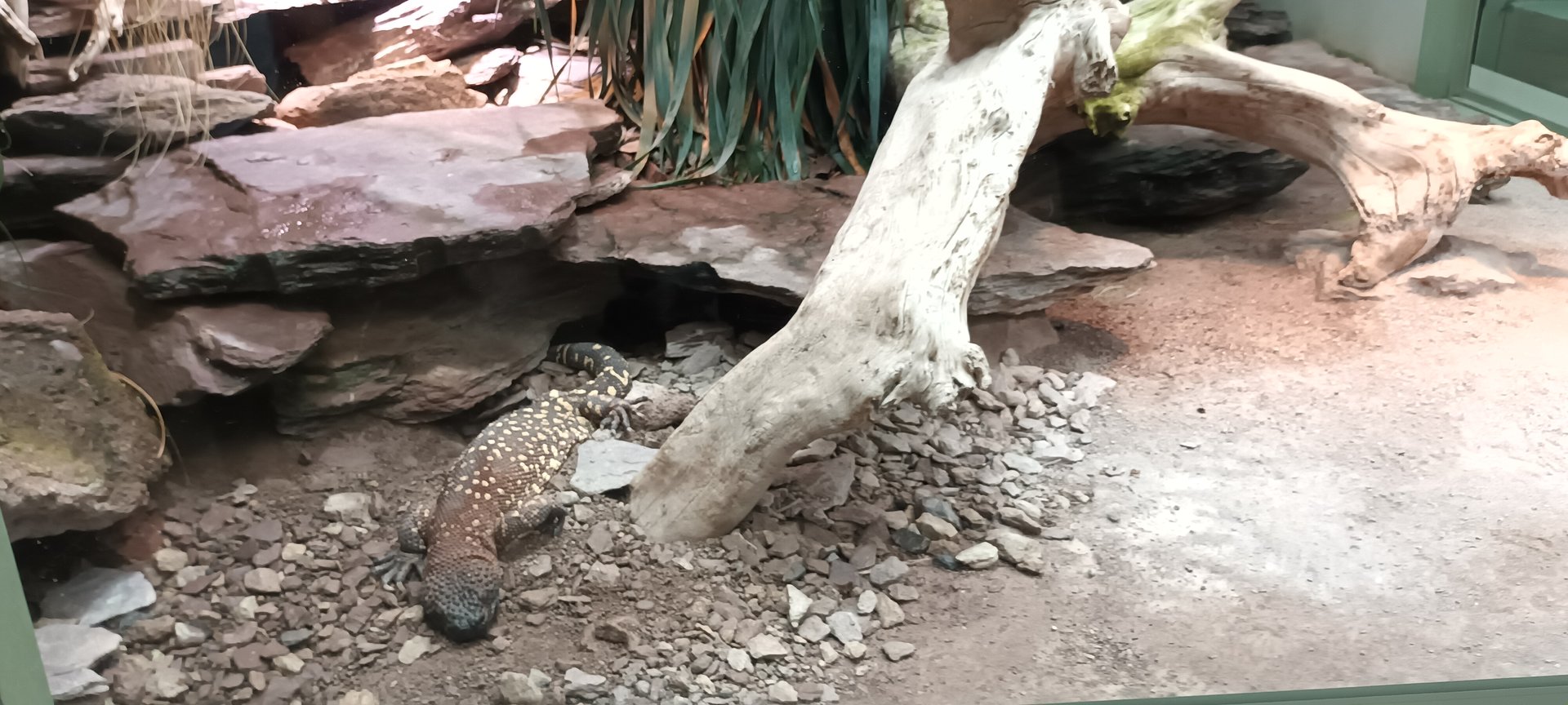 Exotarium Beaded Lizard