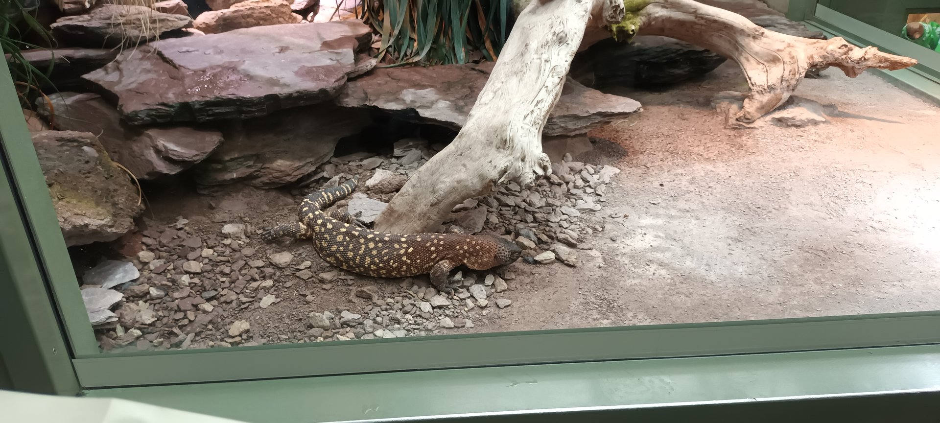 Exotarium Beaded Lizard