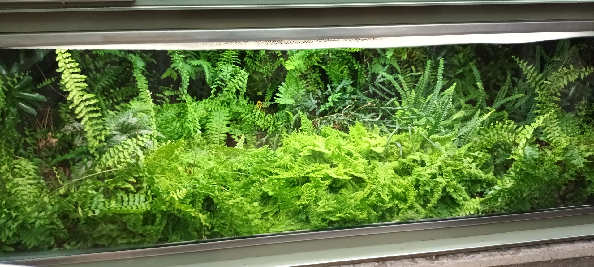 Exotarium Black and yellow poison dart Frog Habitat