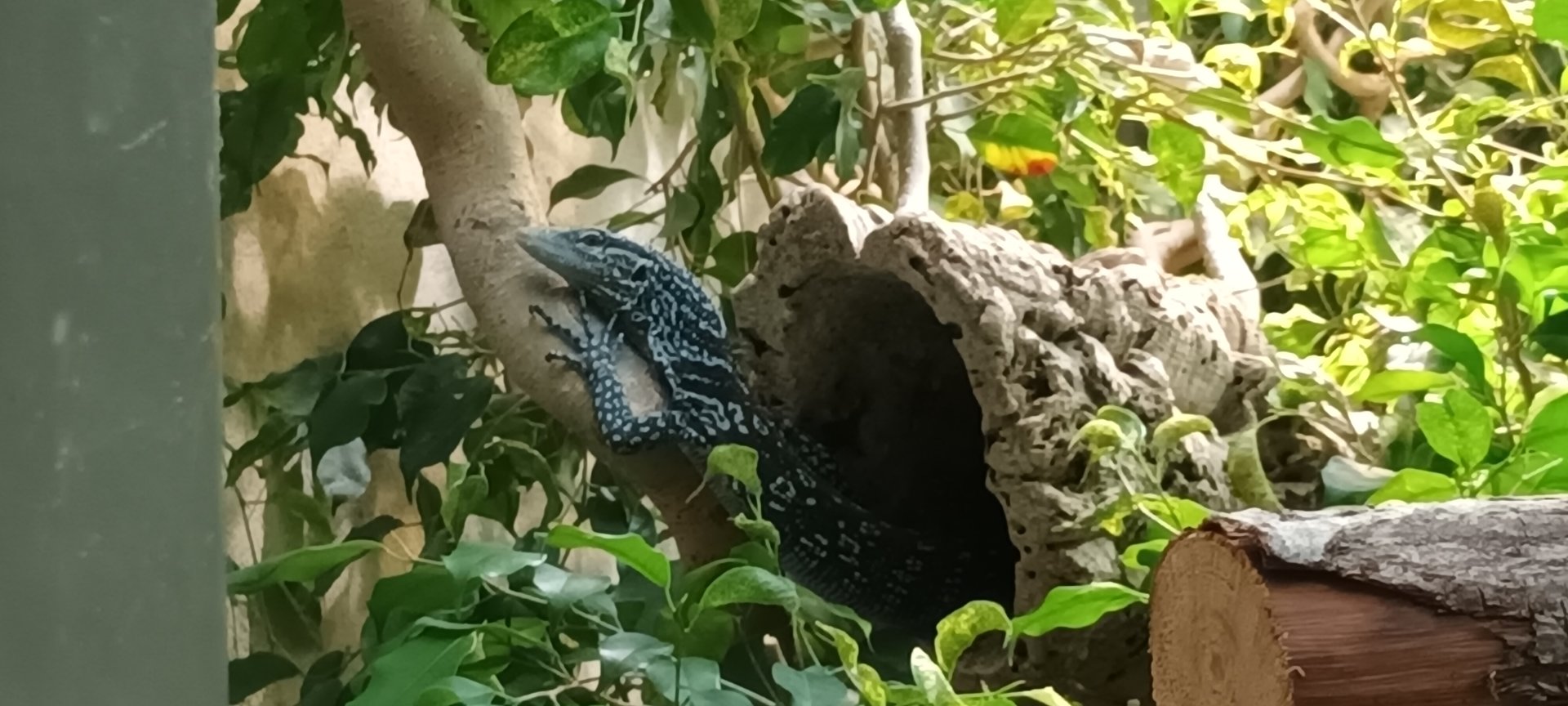 Exotarium Blue spotted Tree Monitor