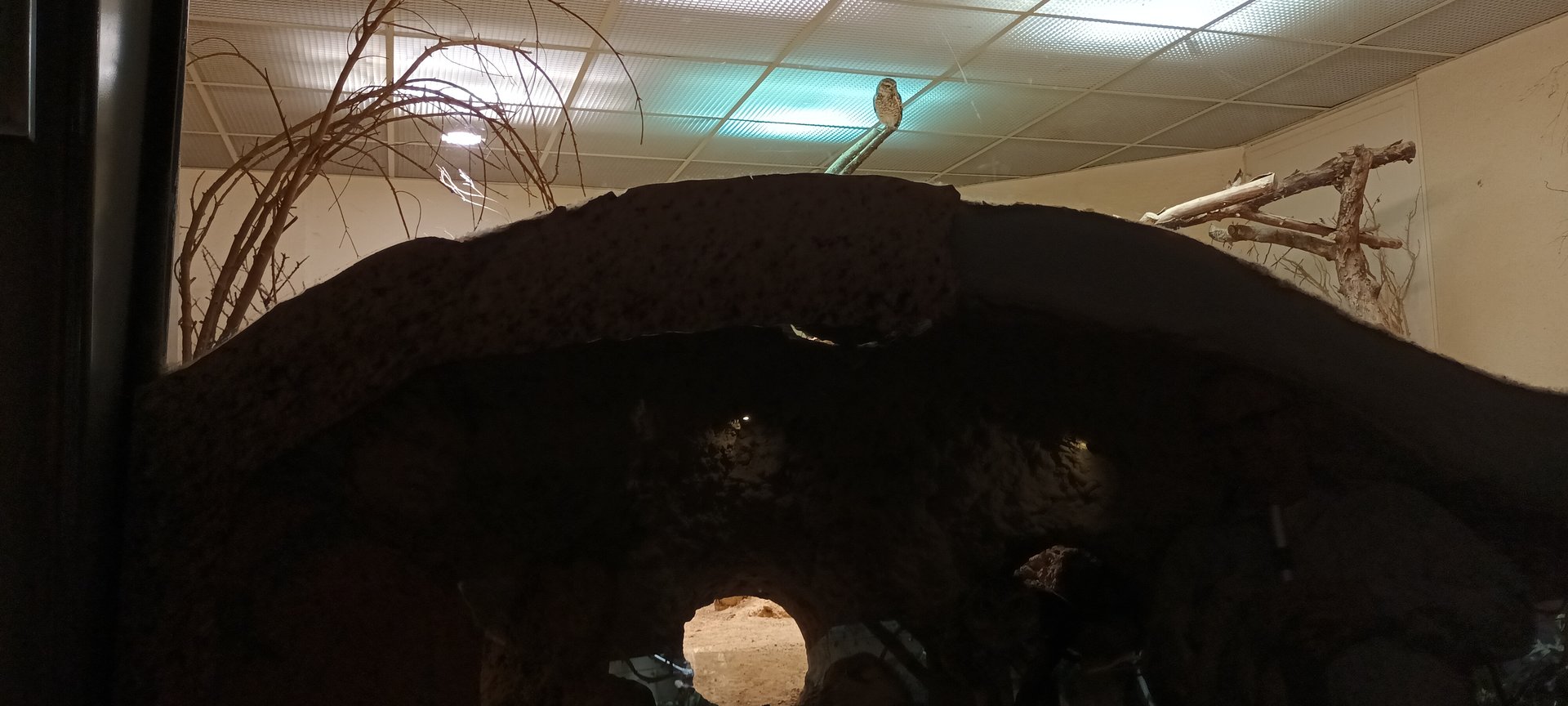 Exotarium Burrowing Owl and Burrow inside the first Plains Viscacha Enclosure