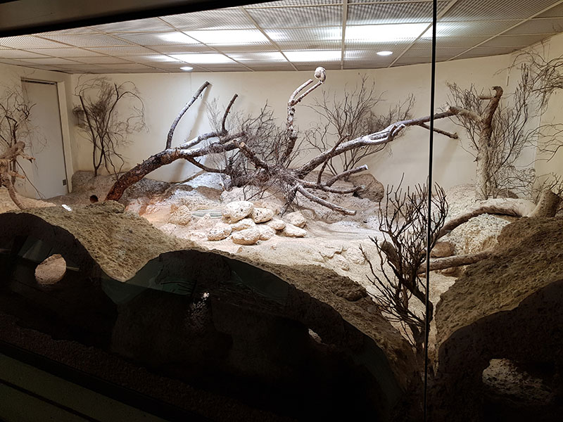 Exotarium: burrowing owl